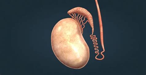 精液の色でわかる精子の数｜色が透明だと不妊症検査 